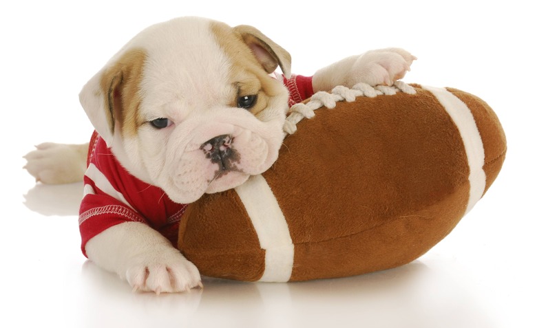Puppy Football